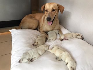 Doggy - Labrador Retriever Mix Dog