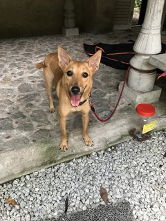 Gegurl For Adoption  - Mixed Breed Dog