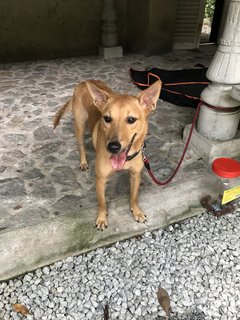 Gegurl For Adoption  - Mixed Breed Dog