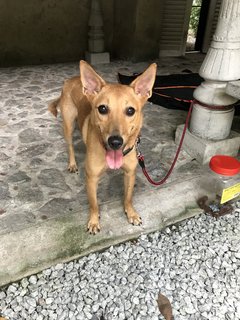 Gegurl For Adoption  - Mixed Breed Dog