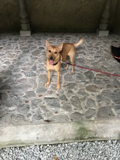 Gegurl For Adoption  - Mixed Breed Dog