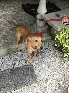 Gegurl For Adoption  - Mixed Breed Dog