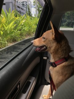 Gegurl For Adoption  - Mixed Breed Dog