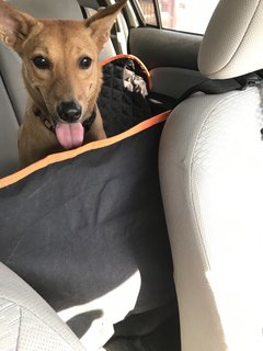 Gegurl For Adoption  - Mixed Breed Dog