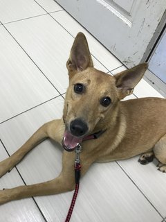 Gegurl For Adoption  - Mixed Breed Dog