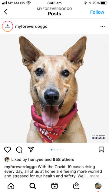 Gegurl For Adoption  - Mixed Breed Dog