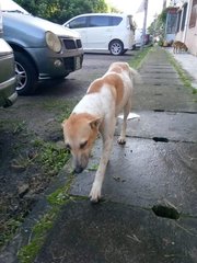 White Brown Boy - Mixed Breed Dog