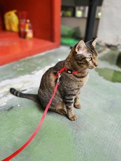 Oppa - Domestic Short Hair + Calico Cat