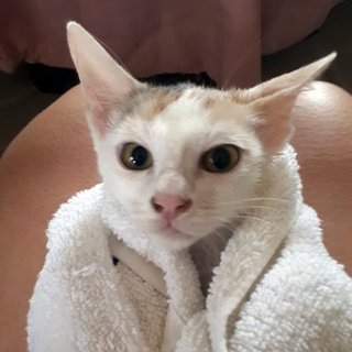 Mochi after a bath