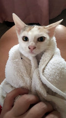 Mochi after a bath