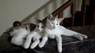 Tiny Twins - Domestic Short Hair Cat