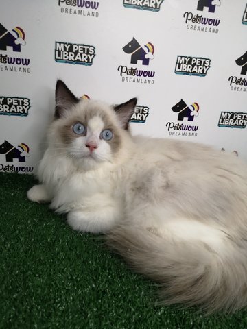 Ragdoll Quality Imported Seal Point - Ragdoll Cat