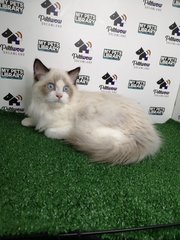 Ragdoll Quality Imported Seal Point - Ragdoll Cat