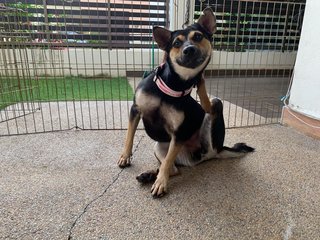 Tina - Miniature Pinscher Mix Dog