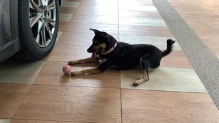 Tina - Miniature Pinscher Mix Dog