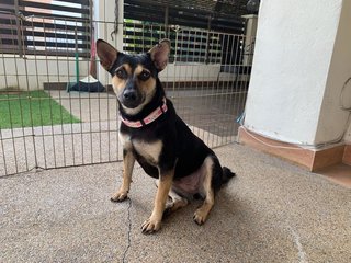 Tina - Miniature Pinscher Mix Dog