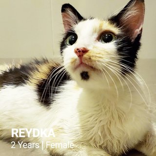 Reyka - Domestic Short Hair Cat