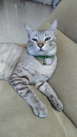 Miu Miu - Domestic Short Hair + Tabby Cat