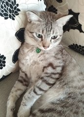 Miu Miu - Domestic Short Hair + Tabby Cat