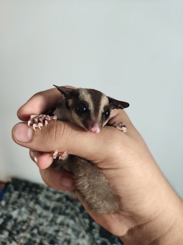 Masha And Misha - Sugar Glider Small & Furry