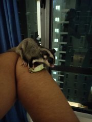 Masha And Misha - Sugar Glider Small & Furry