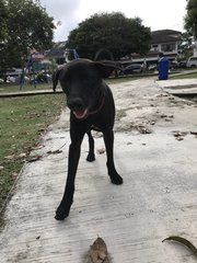 Gracious Black - Mixed Breed Dog