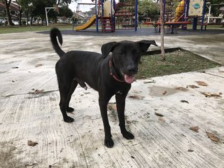 Gracious Black - Mixed Breed Dog