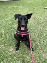 Gracious Black - Mixed Breed Dog