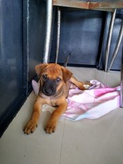 Choco Boy ( Mongrel. Pup) - Mixed Breed Dog