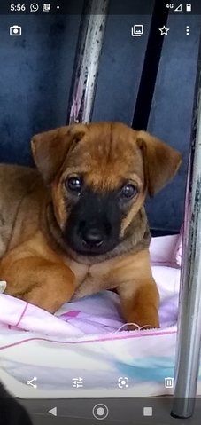 Choco Boy ( Mongrel. Pup) - Mixed Breed Dog