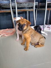 Choco Boy ( Mongrel. Pup) - Mixed Breed Dog