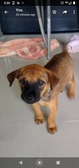 Choco Boy ( Mongrel. Pup) - Mixed Breed Dog