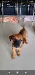 Choco Boy ( Mongrel. Pup) - Mixed Breed Dog