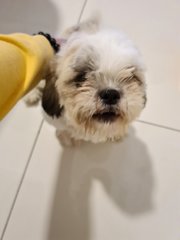 Shih Tzu - Shih Tzu Dog