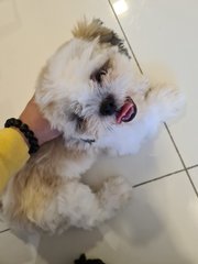 Shih Tzu - Shih Tzu Dog