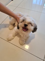 Shih Tzu - Shih Tzu Dog