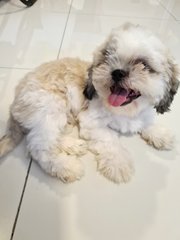 Shih Tzu - Shih Tzu Dog