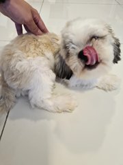 Shih Tzu - Shih Tzu Dog