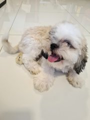 Shih Tzu - Shih Tzu Dog