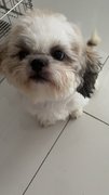 Shih Tzu - Shih Tzu Dog