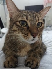 Alisa - Domestic Short Hair Cat