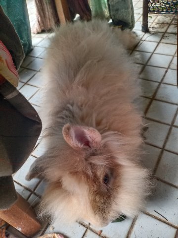 Loopy  - Holland Lop Rabbit