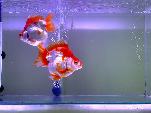 Giant Ryukin Goldfish - Goldfish + Rainbowfish Fish