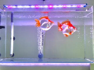 Giant Ryukin Goldfish - Goldfish + Rainbowfish Fish