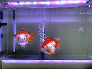 Giant Ryukin Goldfish - Goldfish + Rainbowfish Fish