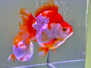 Giant Ryukin Goldfish - Goldfish + Rainbowfish Fish