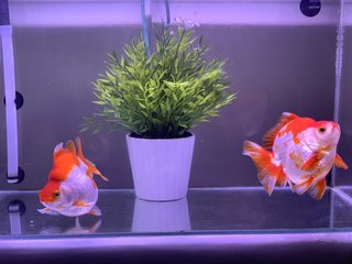 Giant Ryukin Goldfish - Goldfish + Rainbowfish Fish