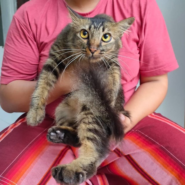 Habuk And Bingo - Domestic Long Hair + Persian Cat