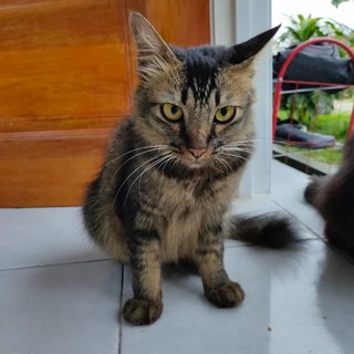 Habuk And Bingo - Domestic Long Hair + Persian Cat