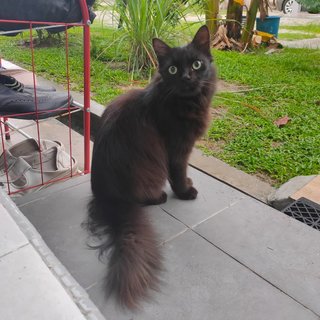 Habuk And Bingo - Domestic Long Hair + Persian Cat